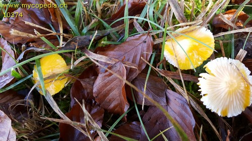 Hygrocybe chlorophana - 