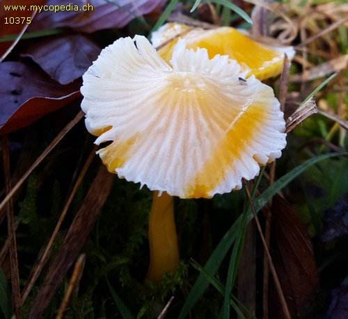 Hygrocybe chlorophana - 