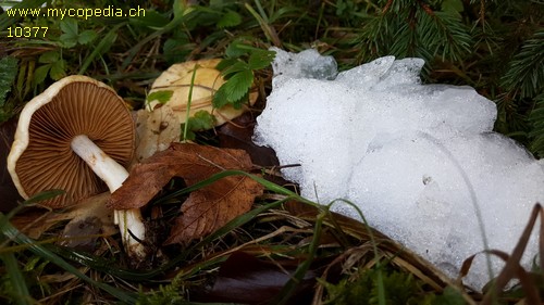 Cortinarius delibutus var. delibutus - 