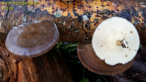 Polyporus brumalis - 