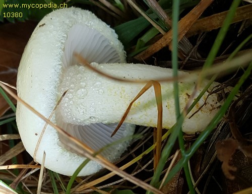 Hygrophorus chrysodon - 