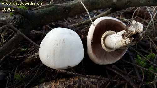 Agaricus - 