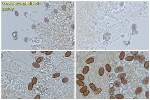 Homophron cernuum - Chrysozystiden - 