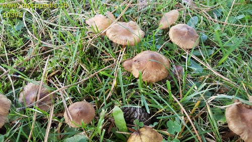 Inocybe nitidiuscula - 