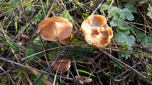 Inocybe nitidiuscula - 