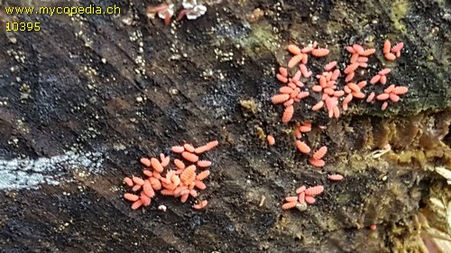 Bilobella braunerae - 