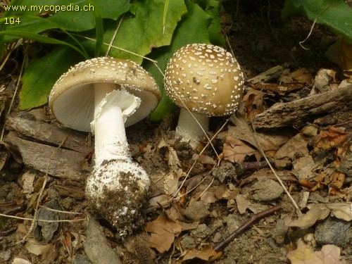 Amanita pantherina - 