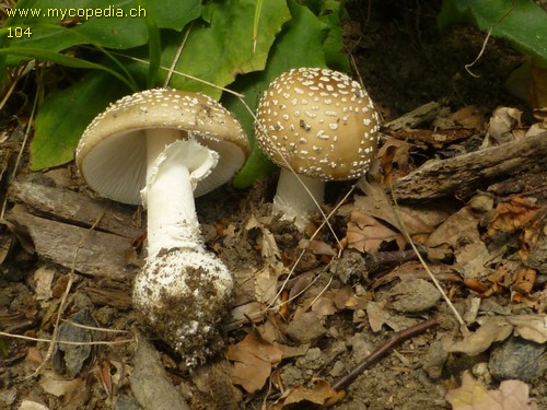 Amanita excelsa - 