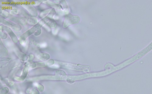Athelopsis lacerata - Hyphen - 