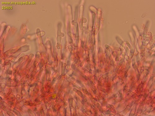 Athelopsis lacerata - 