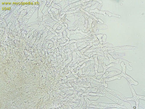 Gymnopus dryophilus - HDS - 