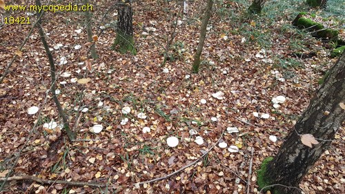 Tricholoma stiparophyllum - 