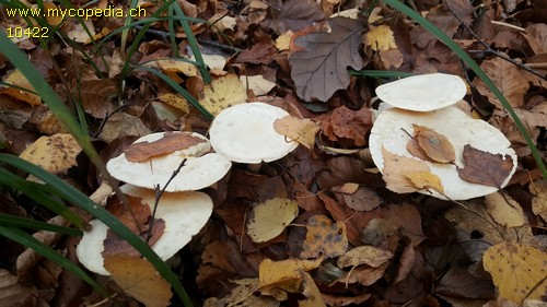 Tricholoma stiparophyllum - 