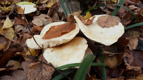 Tricholoma stiparophyllum - 