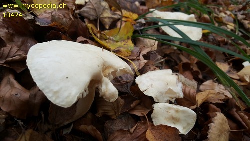 Tricholoma stiparophyllum - 