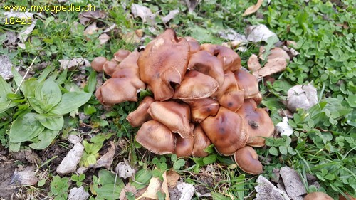 Cortinarius saturninus - 