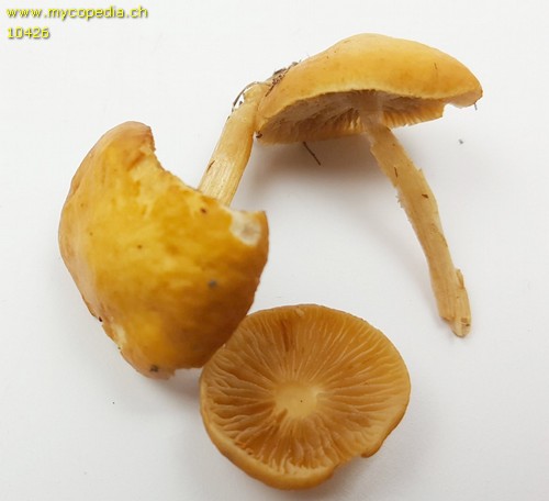 Agrocybe vervacti - 