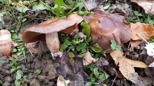 Cortinarius saturninus - 