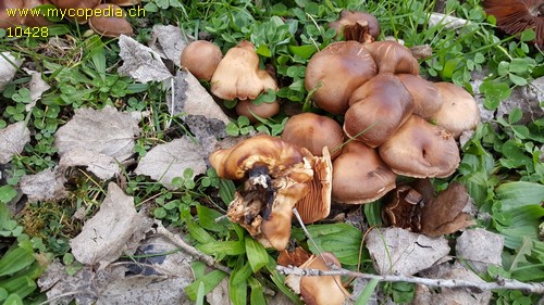 Cortinarius saturninus - 