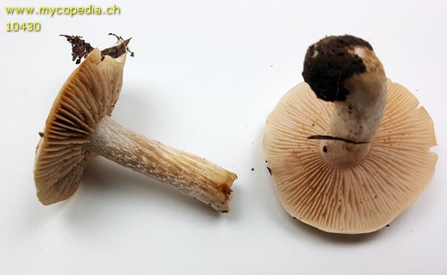 Hebeloma pusillum - 