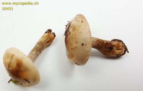 Hebeloma pusillum - 