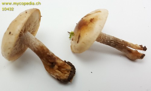 Hebeloma pusillum - 