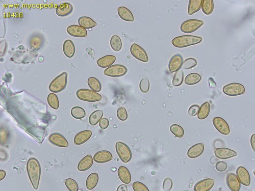 Agrocybe vervacti - Sporen - 