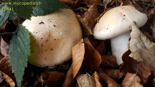 Hygrophorus poetarum - 