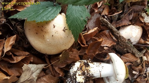 Hygrophorus poetarum - 