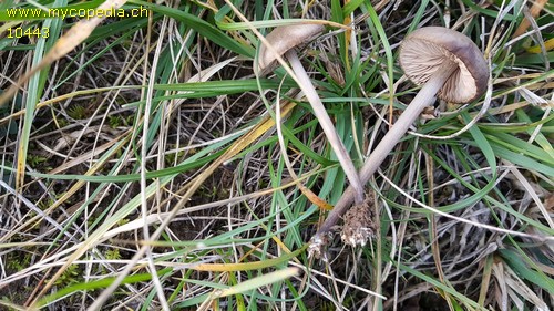 Entoloma hirtipes - 