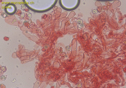 Entoloma hirtipes - Cheilozystiden - Kongorot  - 