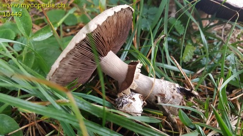 Agaricus - 