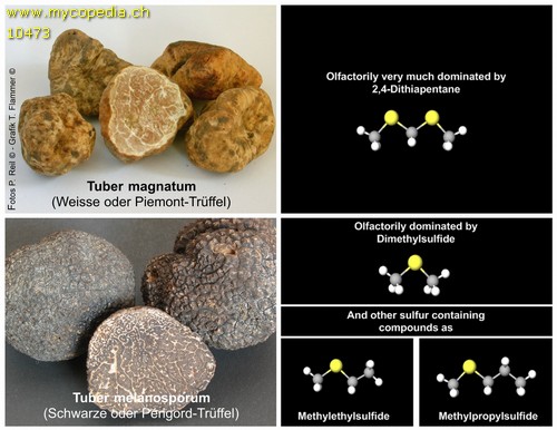 Synthetische Trffelaromen - 