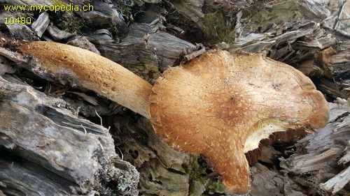 Pholiota populnea - 