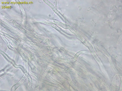 Physisporinus vitreus - 