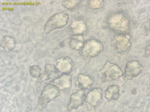 Physisporinus vitreus - 