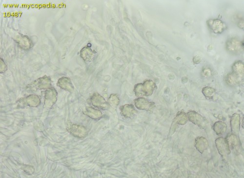 Physisporinus vitreus - 