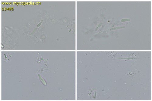 Belonidium subsulphureum - 