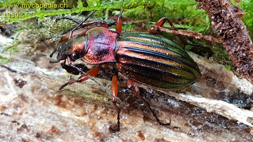 Carabus auronitens - 