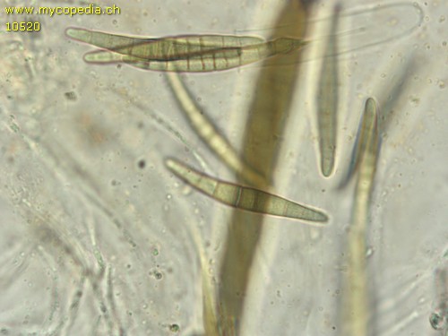 Leptosphaeria acuta - Sporen - Melzers  - 