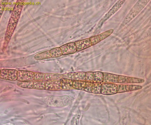 Leptosphaeria acuta - Sporen - Kongorot  - 