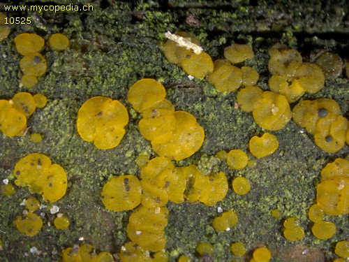 Dacrymyces variisporus - 