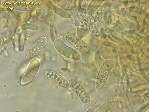 Dacrymyces variisporus - 