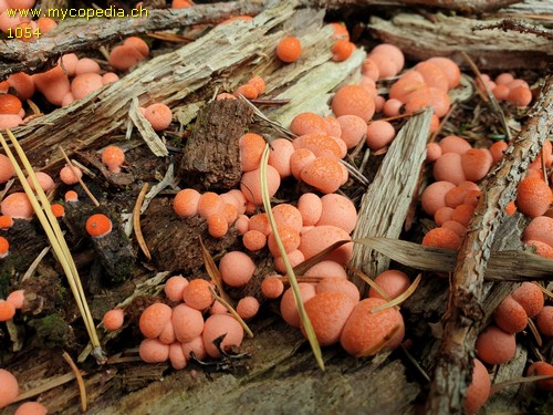 Lycogala epidendrum - 