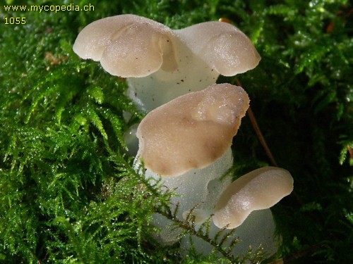 Pseudohydnum gelatinosum - 