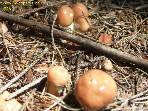 Suillus granulatus - 