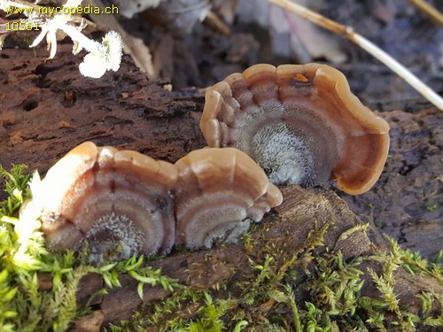 Auricularia mesenterica - 