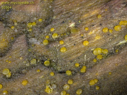 Dacrymyces stillatus - 