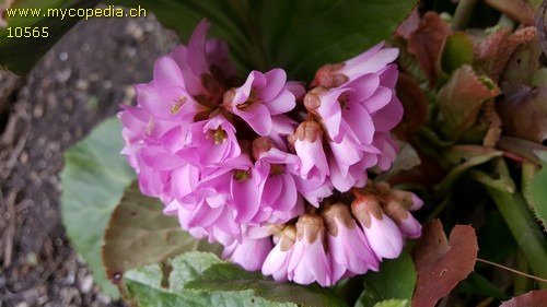 Bergenia - 