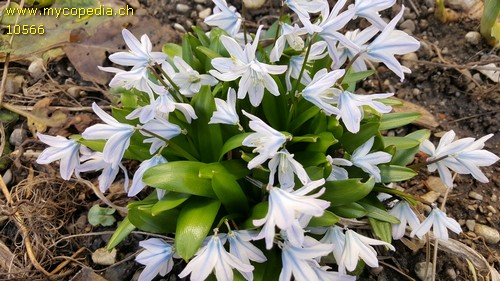 Scilla mischtschenkoana - 